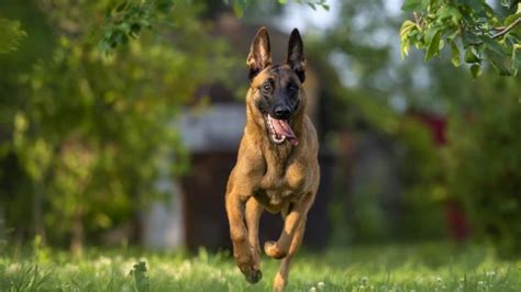 belgian malinois worth